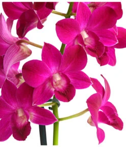 Dendrobium - Dendrobium Cultivaris, Verschiedene Sorten -Gartenbedarf Förderung 8250771 WE DE 001 DendrobiumSonderfarbenT12DehnerExpressHerzig