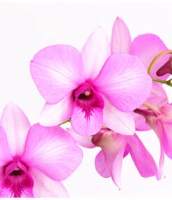 Dendrobium - Dendrobium Cultivaris, Verschiedene Sorten -Gartenbedarf Förderung 8250771 WE DE 002 DendrobiumSonderfarbenT12DehnerExpressHerzig