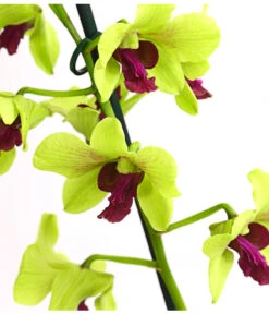 Dendrobium - Dendrobium Cultivaris, Verschiedene Sorten -Gartenbedarf Förderung 8250771 WE DE 003 DendrobiumSonderfarbenT12DehnerExpressHerzig