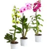 Dendrobium - Dendrobium Cultivaris, Verschiedene Sorten -Gartenbedarf Förderung 8250771 WE FS 001 DendrobiumSonderfarbenT12DehnerExpressHerzig