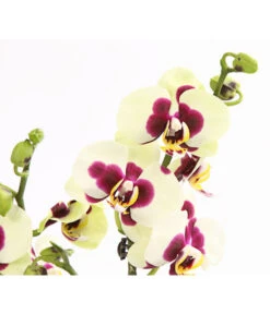 Schmetterlingsorchidee - Phalaenopsis Cultivars, Sonderfarben 39 Schmetterlingsorchidee - Phalaenopsis Cultivars, Sonderfarben -Gartenbedarf Förderung 8253213 WE DE 001 SchmetterlingsorchideePhalaneopsisPanda2TrieberT12OWDehnerExpressHerzig