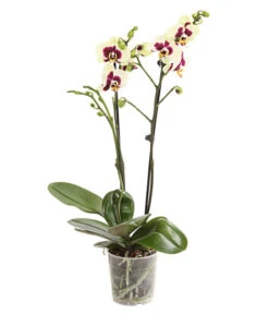 Schmetterlingsorchidee - Phalaenopsis Cultivars, Sonderfarben 24 Schmetterlingsorchidee - Phalaenopsis Cultivars, Sonderfarben -Gartenbedarf Förderung 8253213 WE FS 001 SchmetterlingsorchideePhalaneopsisPanda2TrieberT12DehnerExpressHerzig