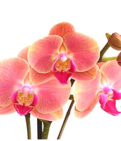 Schmetterlingsorchidee - Phalaenopsis Cultivars, Sonderfarben 37 Schmetterlingsorchidee - Phalaenopsis Cultivars, Sonderfarben -Gartenbedarf Förderung 8253726 WE DE 001 SchmetterlingsorchideePhalaenopsisMarigold2TrieberDehnerExpressHerzig