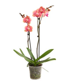 Schmetterlingsorchidee - Phalaenopsis Cultivars, Sonderfarben 25 Schmetterlingsorchidee - Phalaenopsis Cultivars, Sonderfarben -Gartenbedarf Förderung 8253726 WE FS 001 SchmetterlingsorchideePhalaenopsisMarigold2TrieberDehnerExpressHerzig