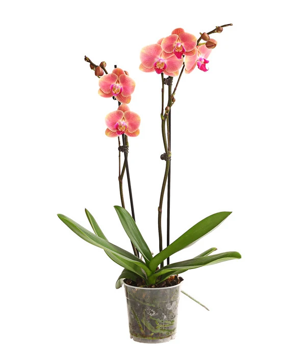 Schmetterlingsorchidee - Phalaenopsis Cultivars, Sonderfarben 6 Schmetterlingsorchidee - Phalaenopsis Cultivars, Sonderfarben – Bild 5