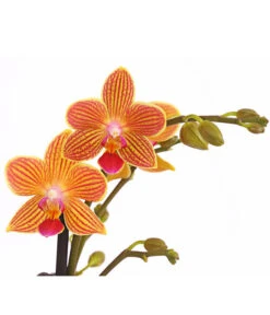 Schmetterlingsorchidee - Phalaenopsis Cultivars, Sonderfarben 38 Schmetterlingsorchidee - Phalaenopsis Cultivars, Sonderfarben -Gartenbedarf Förderung 8254005 WE DE 001 SchmetterlingsorchideePhalaenopsisGoldstaffT12PremiumDehnerExpressHerzig