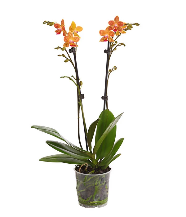 Schmetterlingsorchidee - Phalaenopsis Cultivars, Sonderfarben 7 Schmetterlingsorchidee - Phalaenopsis Cultivars, Sonderfarben – Bild 6