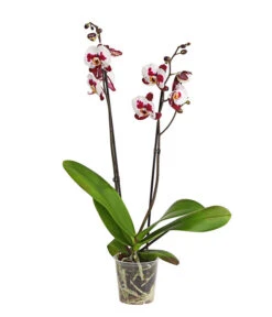 Schmetterlingsorchidee - Phalaenopsis Cultivars, Sonderfarben 33 Schmetterlingsorchidee - Phalaenopsis Cultivars, Sonderfarben -Gartenbedarf Förderung 8254021 PR FS 001 SchmetterlingsorchideePhalaenopsisSonderfarben2TrieberDehnerExpressHerzig
