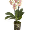 Duft-Schmetterlingsorchidee - Phalaenopsis Cultivaris 'Liodoro' -Gartenbedarf Förderung 8254849 PR FS 001 SchmetterlingsorchideePhalaenopsisDuftLiodoro2TrieberT12DehnerExpressZS