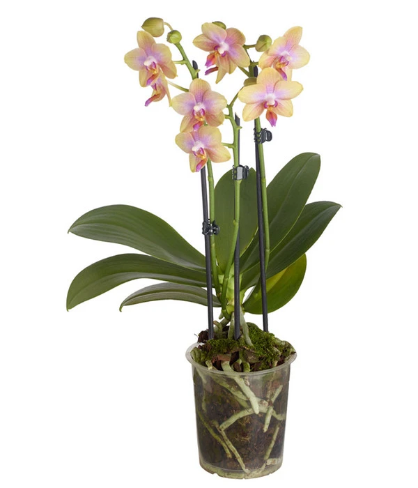 Duft-Schmetterlingsorchidee - Phalaenopsis Cultivaris 'Liodoro' 3 Duft-Schmetterlingsorchidee - Phalaenopsis Cultivaris 'Liodoro'