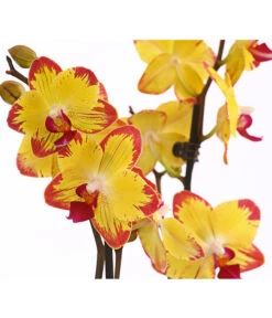 Schmetterlingsorchidee - Phalaenopsis Cultivars, Sonderfarben 35 Schmetterlingsorchidee - Phalaenopsis Cultivars, Sonderfarben -Gartenbedarf Förderung 8256943 WE DE 001 SchmetterlingsorchideePhalaenopsisBeeStingT12PremiumDehnerExpressHerzig