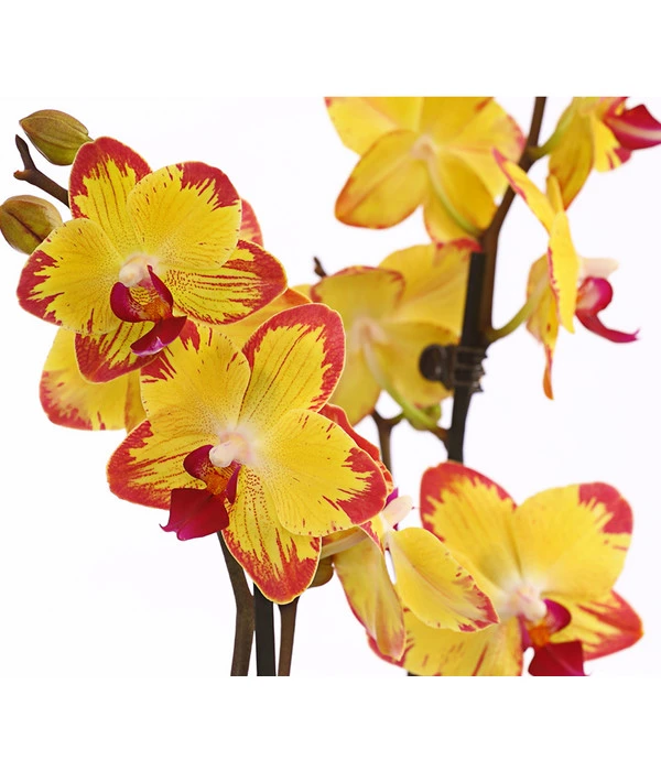 Schmetterlingsorchidee - Phalaenopsis Cultivars, Sonderfarben 16 Schmetterlingsorchidee - Phalaenopsis Cultivars, Sonderfarben – Bild 15