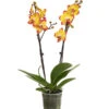 Schmetterlingsorchidee - Phalaenopsis Cultivars, Sonderfarben 2 Schmetterlingsorchidee - Phalaenopsis Cultivars, Sonderfarben -Gartenbedarf Förderung 8256943 WE FS 001 SchmetterlingsorchideePhalaenopsisBeeStingT12PremiumDehnerExpressHerzig