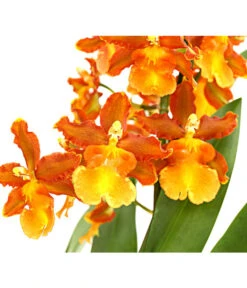 Cambria-Orchidee - Cambria-Hybride 'Catatanthe' 5 Cambria-Orchidee - Cambria-Hybride 'Catatanthe' -Gartenbedarf Förderung 8258451 PR DE 001 CambriaCatatanthe1TrieberT12DehnerExpressHerzig