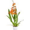 Cambria-Orchidee - Cambria-Hybride 'Catatanthe' -Gartenbedarf Förderung 8258451 PR FS 001 CambriaCatatanthe1TrieberT12DehnerExpressHerzig