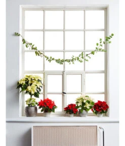 Weihnachtsstern - Euphorbia Pulcherrima, Stämmchen -Gartenbedarf Förderung 8258899 PR MO 001 WeihnachtsternPoinsettien 8260218 8260119 8260267 8260606UveSauer