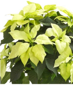 Weihnachtsstern - Euphorbia Pulcherrima, Stämmchen -Gartenbedarf Förderung 8258899 WE DE 001 PoinsettienStammWeissWeihnachtsstern