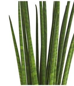 Bogenhanf - Sansevieria Cylindrica 'Mikado' -Gartenbedarf Förderung 8268799 WE DE 001 SansevieriaMikado