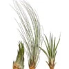 XXL Tillandsien-Set - Tillandsia Hybride, 3-teilig -Gartenbedarf Förderung 8270324 WE FS 001 TillandsienXXL3erSetDehnerExpressHerzig1