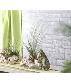 XXL Tillandsien-Set - Tillandsia Hybride, 3-teilig -Gartenbedarf Förderung 8270324 WE MO 001 TillandsienXXL3erSetDehnerExpressHerzig