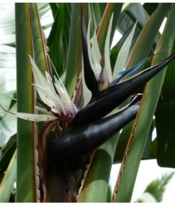 Weiße Strelitzie - Strelitzia Alba -Gartenbedarf Förderung 8276503 PR DE 001 BaumstrelitzieWeissPixabay