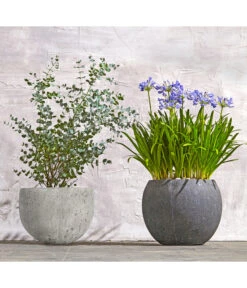 Dehner Polystone-Topf Kapstadt, Rund, Grau 10 Dehner Polystone-Topf Kapstadt, Rund, Grau -Gartenbedarf Förderung 8278251 WE MO 002 8586141 8587438 AgapanthusTwisterEucalyptusGunniBuschT24LapisLazuliUveSauerBL0218 1