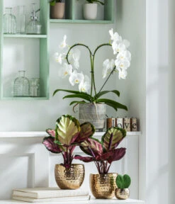 Dehner Beton-Übertopf Nola, Rund, Grau-kupfer 11 Dehner Beton-Übertopf Nola, Rund, Grau-kupfer -Gartenbedarf Förderung 8280505 WE MO 001 PhalaenopsisHerzT12