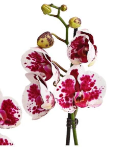 Schmetterlingsorchidee - Phalaenopsis Cultivars, Sonderfarben 36 Schmetterlingsorchidee - Phalaenopsis Cultivars, Sonderfarben -Gartenbedarf Förderung 8283269 WE DE 002 SchmetterlingsorchideePhalaenopsisSparklingMoments2TrieberT12DehnerExpressHerzig