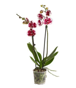 Schmetterlingsorchidee - Phalaenopsis Cultivars, Sonderfarben 23 Schmetterlingsorchidee - Phalaenopsis Cultivars, Sonderfarben -Gartenbedarf Förderung 8283269 WE FS 001 SchmetterlingsorchideePhalaenopsisSparklingMoments2TrieberT12DehnerExpressHerzig