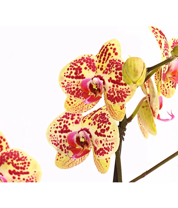 Schmetterlingsorchidee - Phalaenopsis Cultivars, Sonderfarben 13 Schmetterlingsorchidee - Phalaenopsis Cultivars, Sonderfarben – Bild 12
