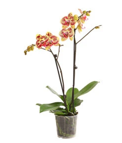 Schmetterlingsorchidee - Phalaenopsis Cultivars, Sonderfarben 29 Schmetterlingsorchidee - Phalaenopsis Cultivars, Sonderfarben -Gartenbedarf Förderung 8283392 WE FS 001 SchmetterlingsorchideePhalaenosisTotalCool2TrieberT12OWDehnerExpressHerzig