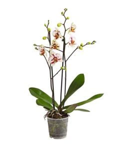 Schmetterlingsorchidee - Phalaenopsis Cultivars, Sonderfarben 31 Schmetterlingsorchidee - Phalaenopsis Cultivars, Sonderfarben -Gartenbedarf Förderung 8283400 WE FS 001 SchmetterlingsorchideePhalaenopsisGoodTimes2TrieberPremiumDehnerExpressHerzig