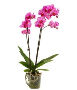 Schmetterlingsorchidee - Phalaenopsis Cultivars, Sonderfarben 30 Schmetterlingsorchidee - Phalaenopsis Cultivars, Sonderfarben -Gartenbedarf Förderung 8283467 PR FS 001 SchmetterlingsorchideePhalaenopsisPremiumParade