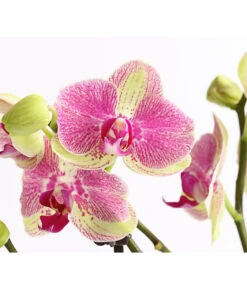 Schmetterlingsorchidee - Phalaenopsis Cultivars, Sonderfarben 40 Schmetterlingsorchidee - Phalaenopsis Cultivars, Sonderfarben -Gartenbedarf Förderung 8283475 WE DE 001 SchmetterlingsorchideePhalaenopsisMarshmellow2TrT12DehnerExpressHerzig