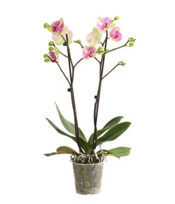 Schmetterlingsorchidee - Phalaenopsis Cultivars, Sonderfarben 28 Schmetterlingsorchidee - Phalaenopsis Cultivars, Sonderfarben -Gartenbedarf Förderung 8283475 WE FS 001 SchmetterlingsorchideePhalaenopsisMarshmellow2TrT12DehnerExpressHerzig