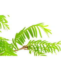 Outdoor-Bonsai Urweltmammutbaum - Metasequoia Glyptostroboides 5 Outdoor-Bonsai Urweltmammutbaum - Metasequoia Glyptostroboides -Gartenbedarf Förderung 8286205 PR DE 001 UrweltmammutbaumMetasequoiaT20DehnerExpressHerzig