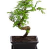 Outdoor-Bonsai Urweltmammutbaum - Metasequoia Glyptostroboides 1 Outdoor-Bonsai Urweltmammutbaum - Metasequoia Glyptostroboides -Gartenbedarf Förderung 8286205 PR FS 001 UrweltmammutbaumMetasequoiaT20DehnerExpressHerzig