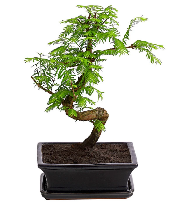 Outdoor-Bonsai Urweltmammutbaum - Metasequoia Glyptostroboides 3 Outdoor-Bonsai Urweltmammutbaum - Metasequoia Glyptostroboides