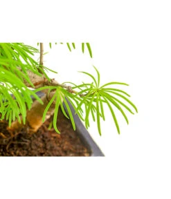 Outdoor-Bonsai Goldlärche - Pseudolarix Amabilis -Gartenbedarf Förderung 8286221 PR DE 001 LaercheLarixSFormOhneSchaleT15DehnerExpressHerzig