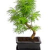 Outdoor-Bonsai Goldlärche - Pseudolarix Amabilis -Gartenbedarf Förderung 8286221 PR FS 001 LaercheLarixSFormOhneSchaleT15DehnerExpressHerzig
