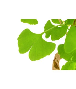 Outdoor-Bonsai Ginkgobaum - Ginkgo Biloba -Gartenbedarf Förderung 8286254 PR DE 001 GinkoBilobaT20DehnerExpressHerzig