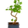 Outdoor-Bonsai Ginkgobaum - Ginkgo Biloba -Gartenbedarf Förderung 8286254 PR FS 001 GinkoBilobaT20DehnerExpressHerzig