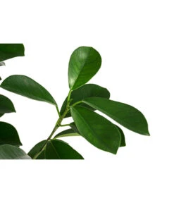 Lorbeer-Feige - Ficus Microcarpa 'Moclame', Hydrokultur -Gartenbedarf Förderung 8416927 WE DE 001 FicusMicrocarpaMoclameHydroT18 19BirkenfeigeDehnerExpressHerzig