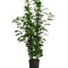 Lorbeer-Feige - Ficus Microcarpa 'Moclame', Hydrokultur -Gartenbedarf Förderung 8416927 WE FS 001 FicusMicrocarpaMoclameHydroT18 19BirkenfeigeDehnerExpressHerzig