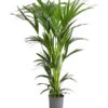 Kentia-Palme, Howea Forsteriana, Hydrokultur -Gartenbedarf Förderung 8462152 PR FS 001 HoweaForsterianaKentiapalmeHydroT18T19DehnerExpressHerzig