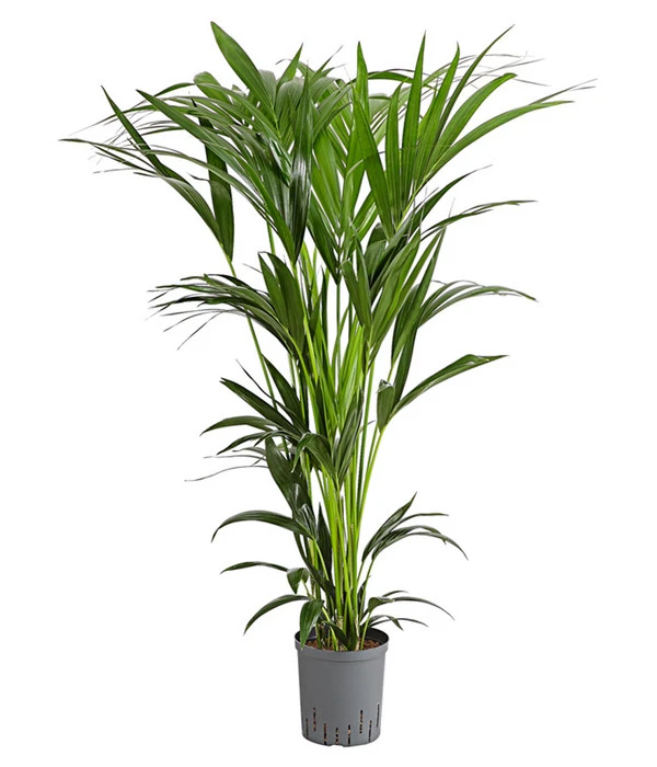 Kentia-Palme, Howea Forsteriana, Hydrokultur 3 Kentia-Palme, Howea Forsteriana, Hydrokultur