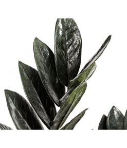Glücksfeder - Zamioculcas Zamiifolia 'Black' 5 Glücksfeder - Zamioculcas Zamiifolia 'Black' -Gartenbedarf Förderung 8462442 PR DE 001 ZamioculcasZamiifoliaBlackT17DehnerExpressHerzig