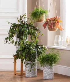 Kannenpflanze - Nepenthes 'Miranda' 6 Kannenpflanze - Nepenthes 'Miranda' -Gartenbedarf Förderung 8476970 8686461 8686578 WE MO 001 AeschynanthusMarmoratus