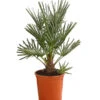 Blaue Zwergpalme -Gartenbedarf Förderung 8584401 WE FS 001 ChamaeropsHumillisOWCeriferaT18DehnerExpressHerzig