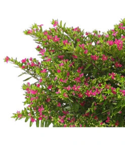 Köcherblümchen, Busch, Verschiedene Farben -Gartenbedarf Förderung 8594673 WE DE 001 CupheaT17DehnerExpressHerzig